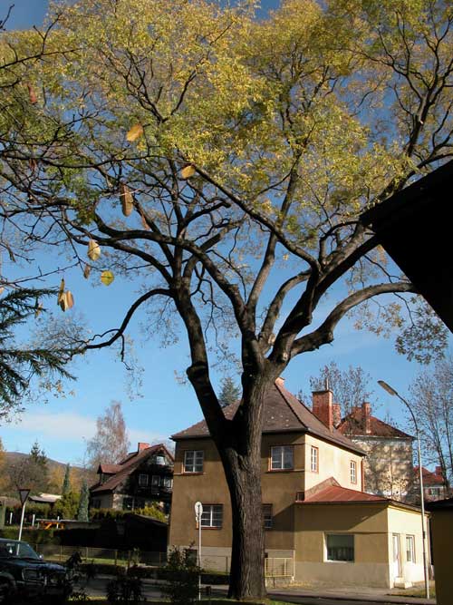 sophora japonica 01