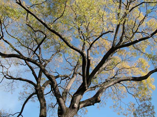sophora japonica 02