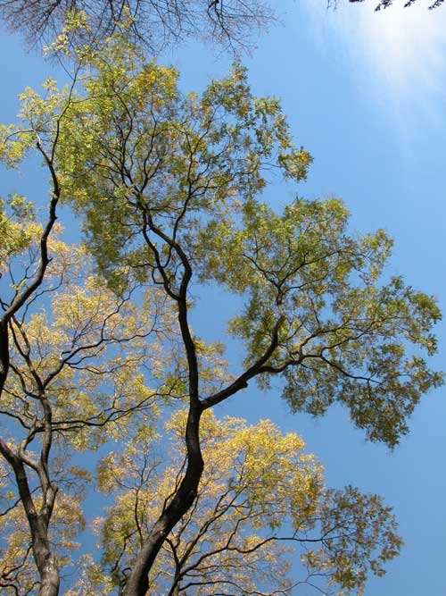 sophora japonica 03