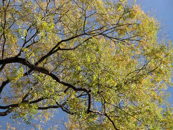 sophora japonica 04