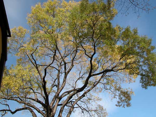 sophora japonica 05