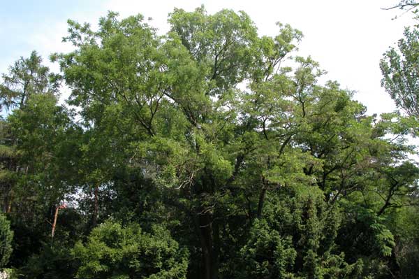 sophora japonica 06