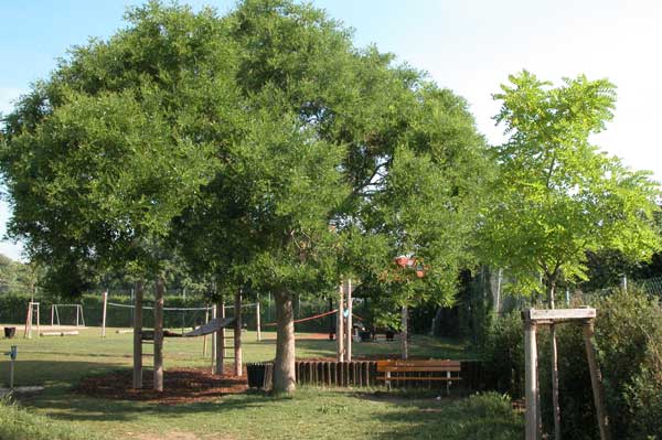 sophora japonica 07