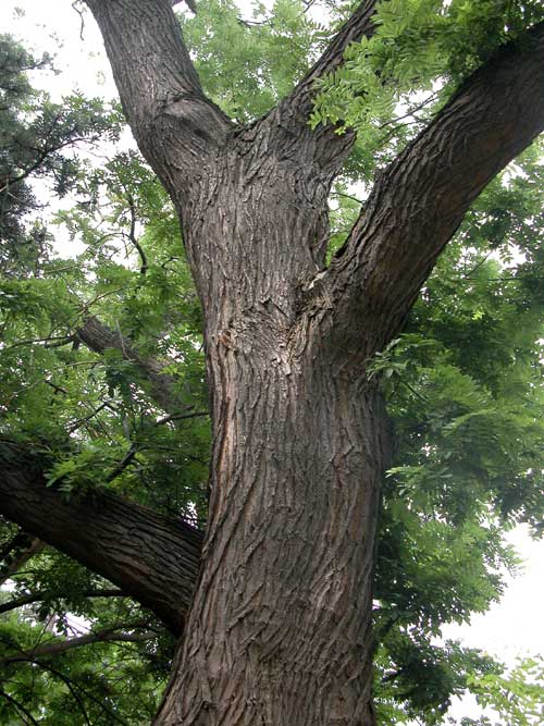 sophora japonica 08