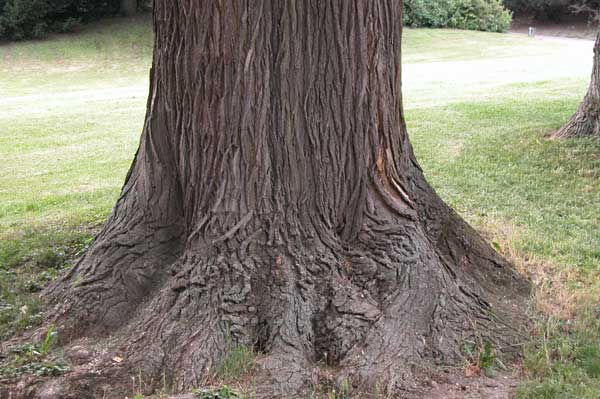 sophora japonica 11