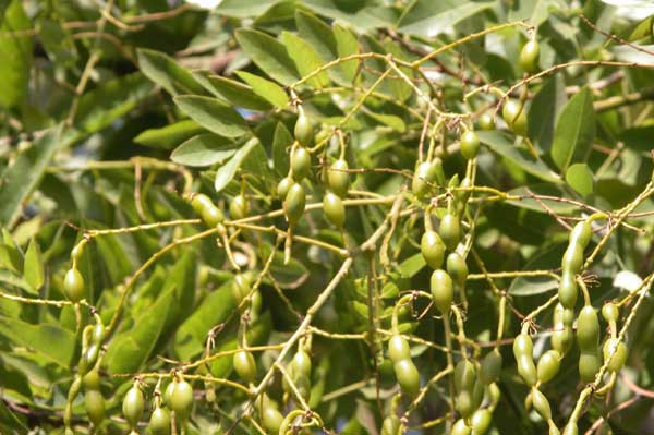 sophora japonica 12