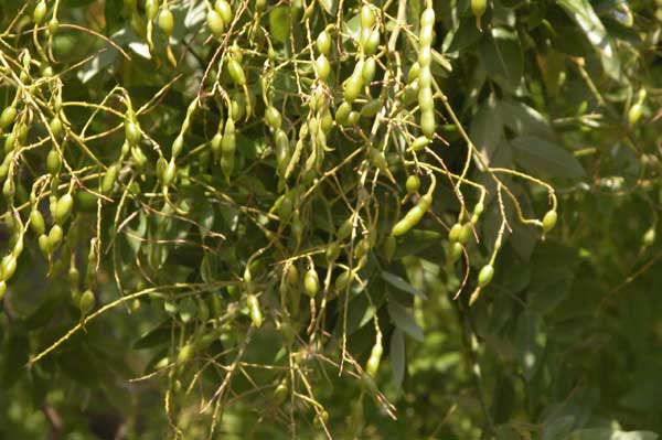 sophora japonica 13