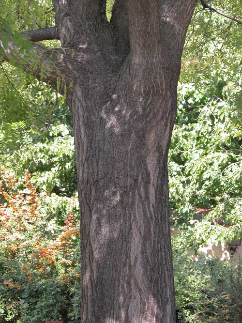 sophora japonica 14