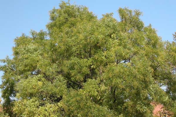sophora japonica 15