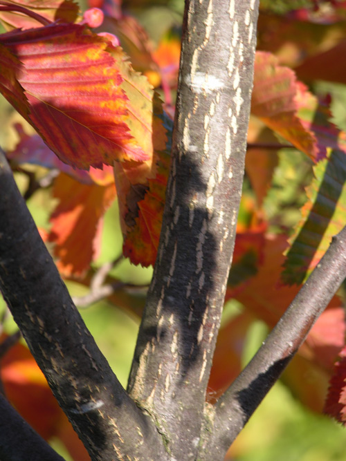 sorbus alnifolia 01