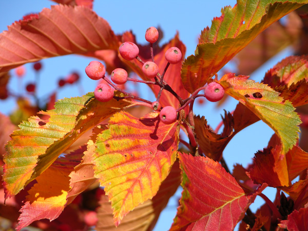 sorbus alnifolia 02