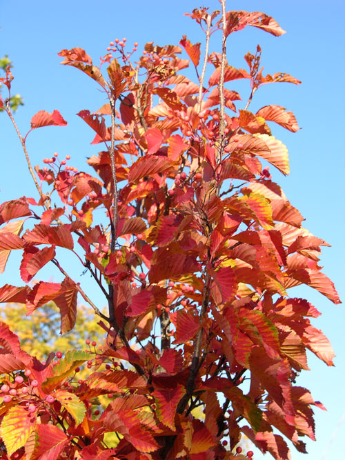 sorbus alnifolia 03