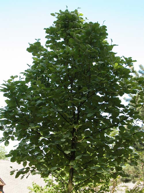 sorbus aria 01