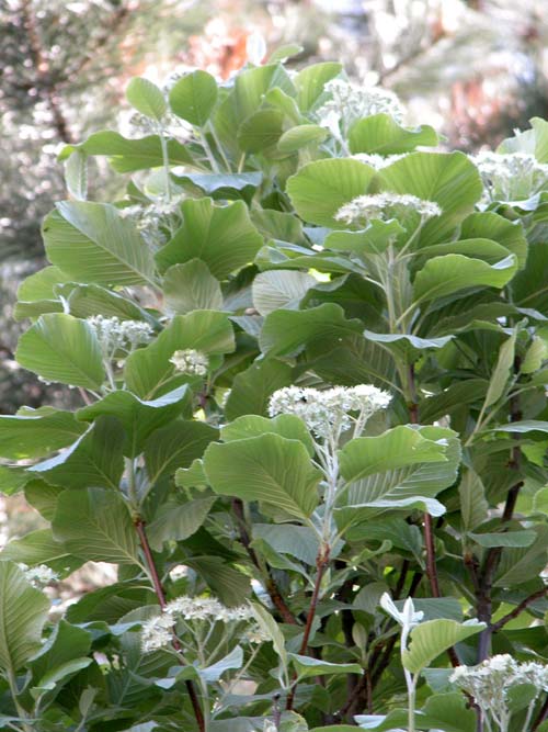 sorbus aria 02