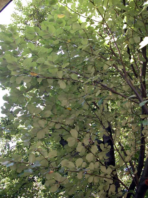 sorbus aria 04