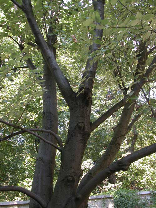 sorbus aria 05