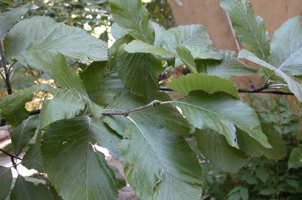 sorbus aria 07