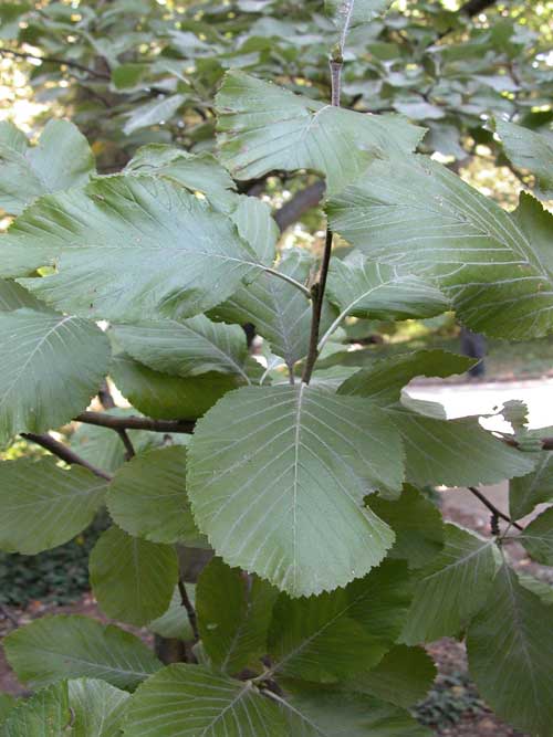 sorbus aria 08