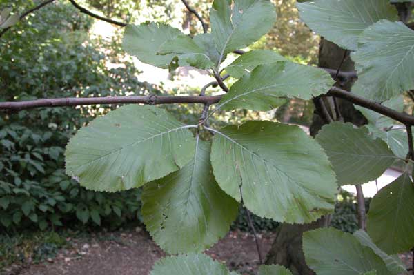 sorbus aria 09
