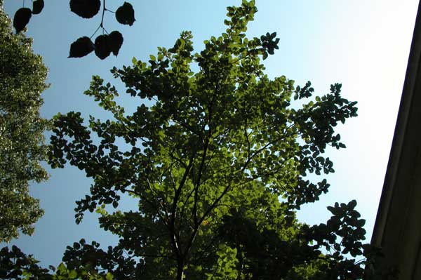 sorbus aria 10