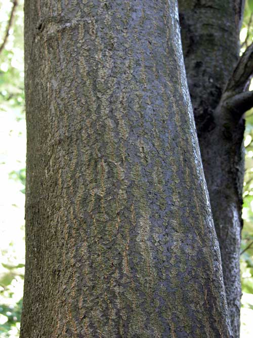 sorbus aria 11