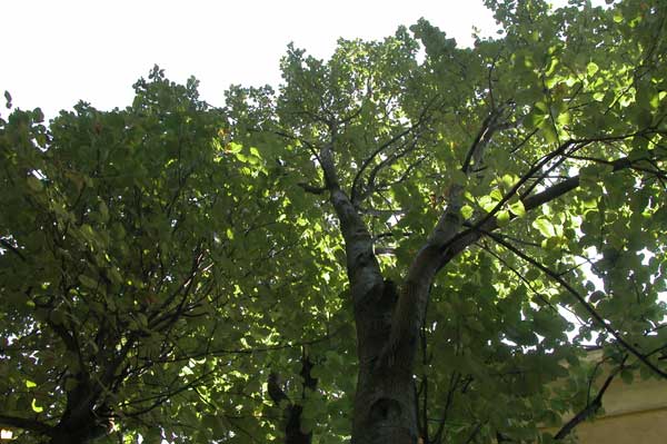 sorbus aria 12