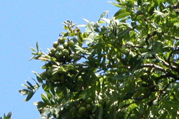 sorbus domestica 01