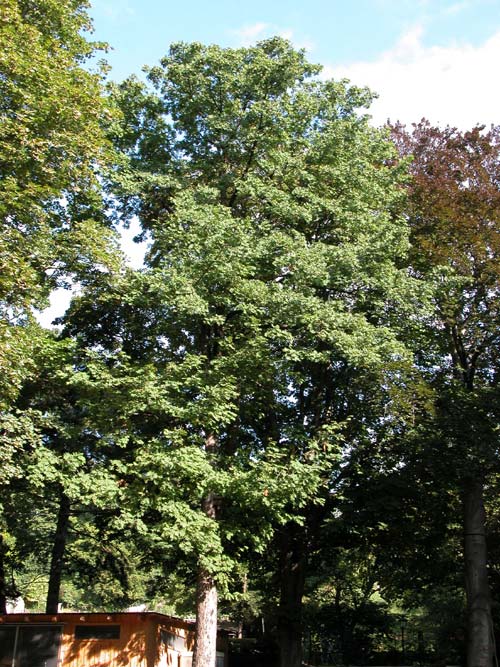 sorbus domestica 02