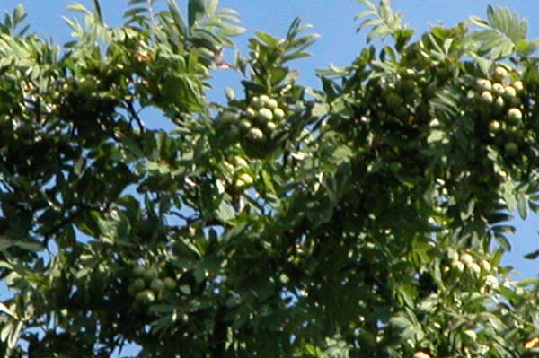 sorbus domestica 03