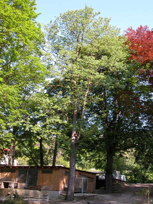 sorbus domestica 04