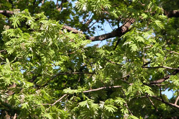 sorbus domestica 05