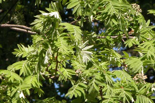 sorbus domestica 07