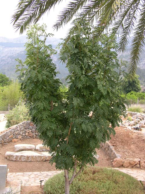 sorbus domestica 08