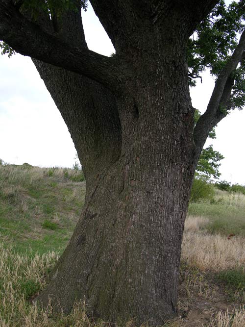 sorbus domestica 17