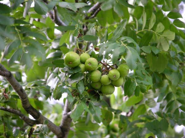 sorbus domestica 20