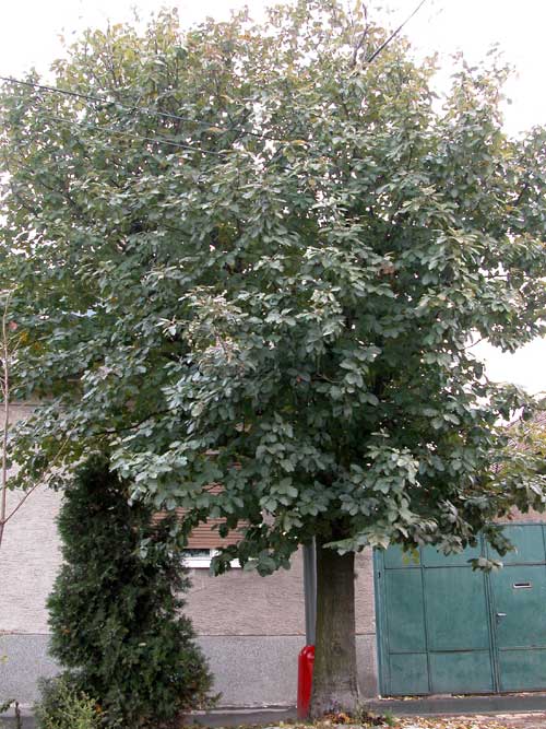 sorbus intermedia 01