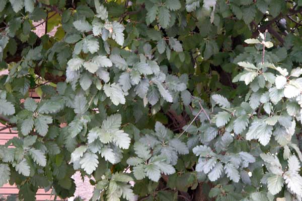 sorbus intermedia 02