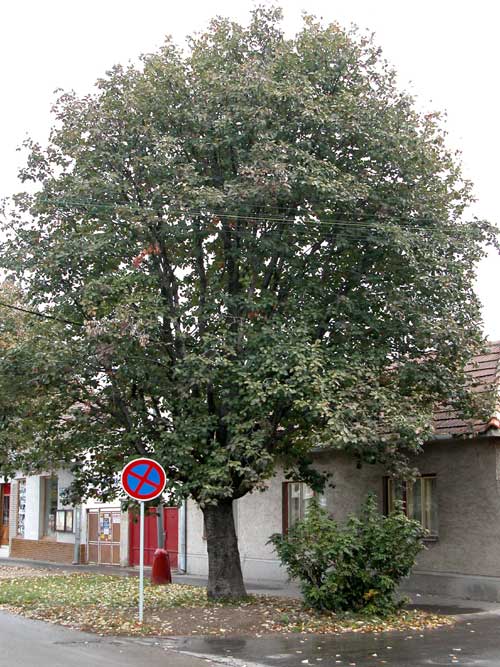 sorbus intermedia 04