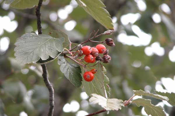 sorbus intermedia 05