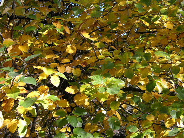 sorbus latifolia 01