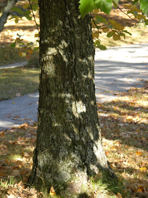 sorbus latifolia 03