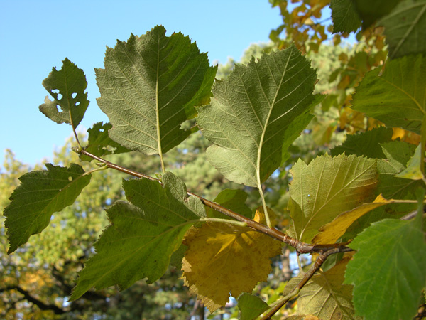 sorbus latifolia 04