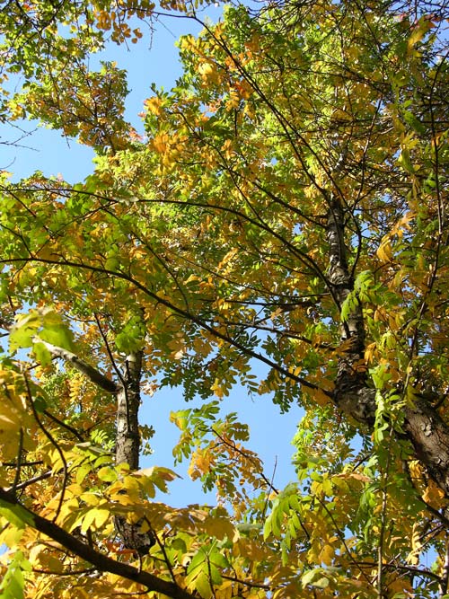 sorbus reflexipetala 01