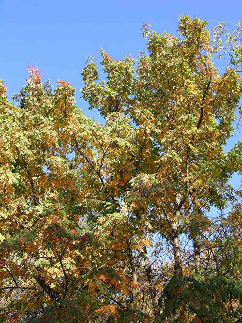 sorbus reflexipetala 02