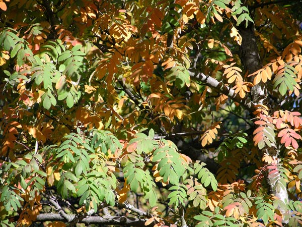 sorbus reflexipetala 04