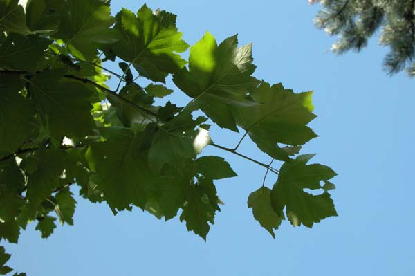 sorbus torminalis 01