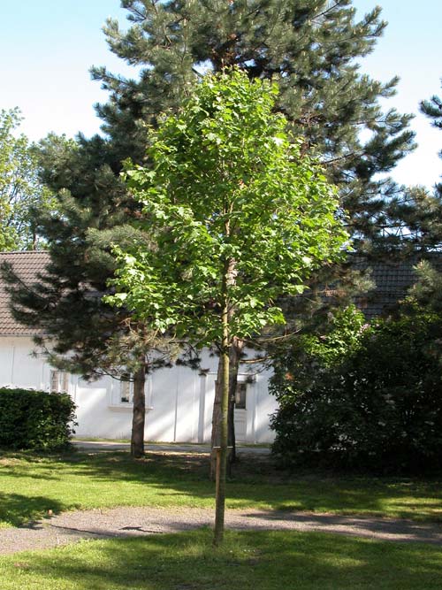 sorbus torminalis 02
