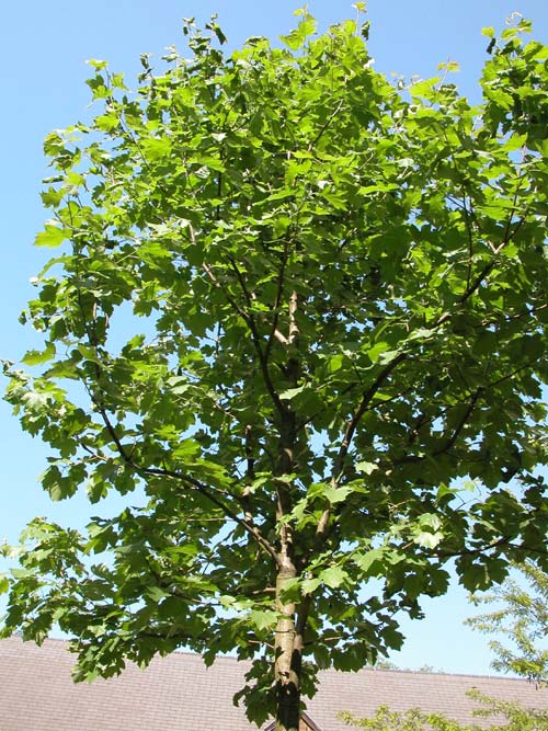 sorbus torminalis 03