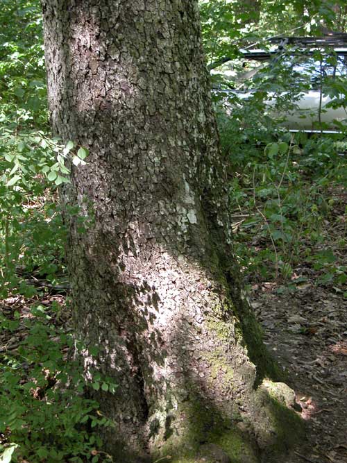sorbus torminalis 05