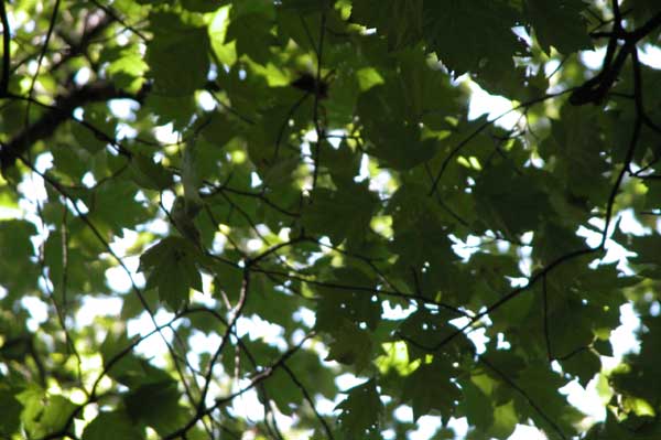 sorbus torminalis 07